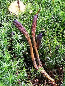 250px-Cordyceps_ophioglossoides_02