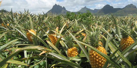 Ripe-Pineapple-Field-e1365432930150