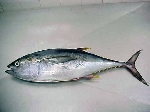 Buy_Frozen_Baby_Tuna