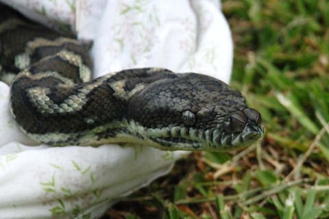 Georgie release