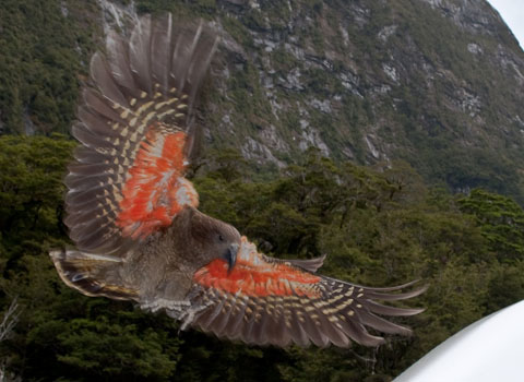 Kea_about_to_land,_displaying_orange_underside_of_wing