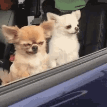 LiveLeak-dot-com-Chihuahuas_1542984036