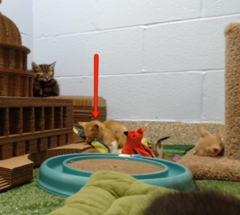 one-fell-asleep-with-a-toy-in-its-mouth-16093-1348866503-7