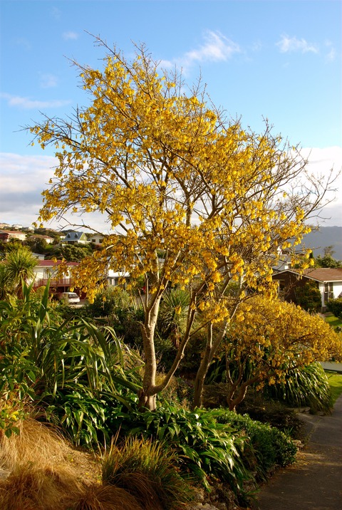 kowhai_in_full_bloom_at_papakowhai_school