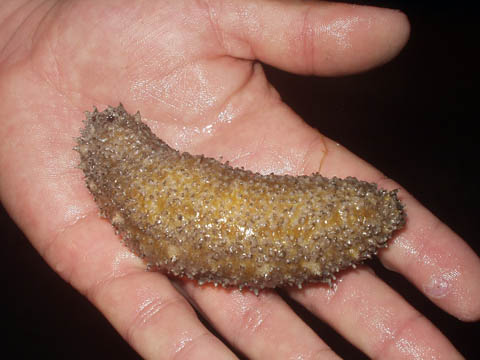 florida_sea_cucumber_main