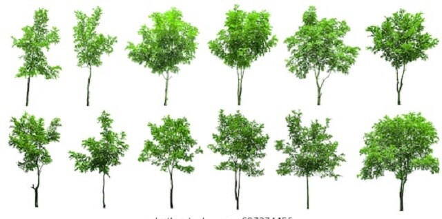 isolated-trees-on-white-background-260nw-697274455