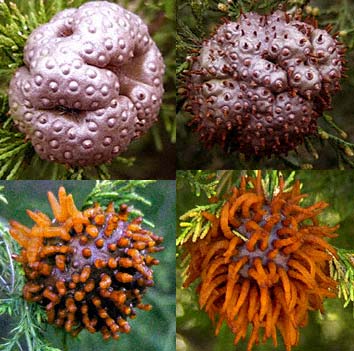 cedarapp