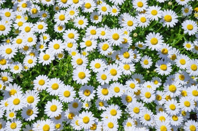81421764-margaret-flowers