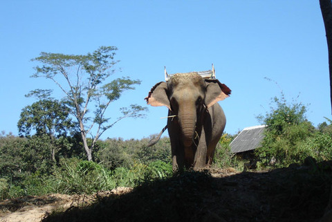 Thai_elephant