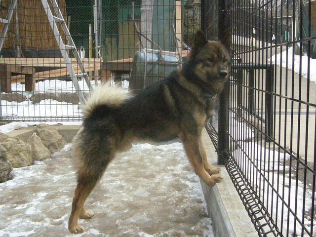 川上犬