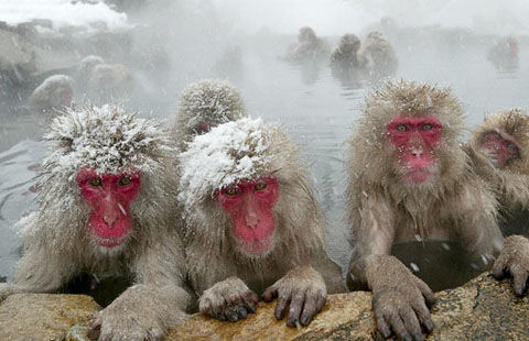 snow-monkeys (3)[2]