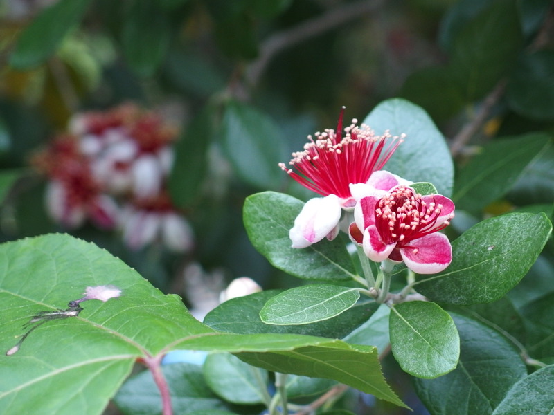 P5303275フェイジョア