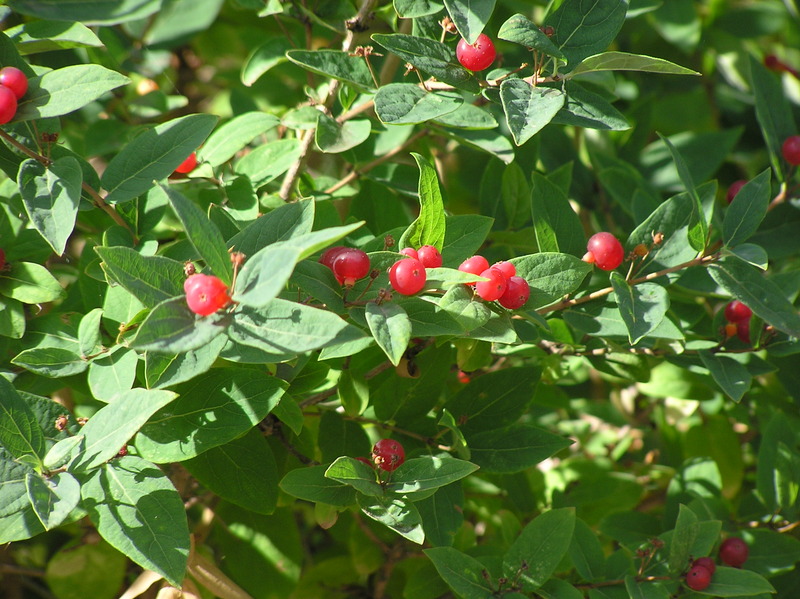 P1010021ヒョウタンボク