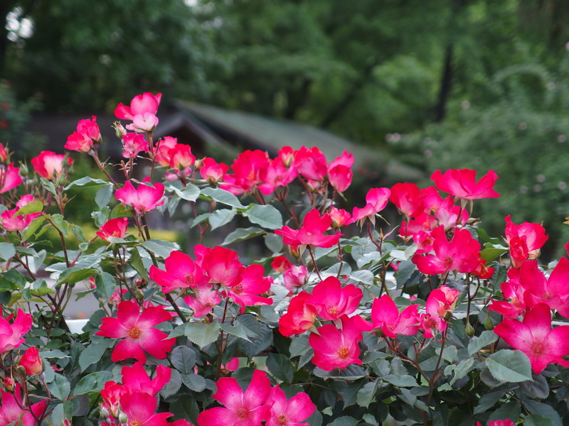 P5063239カクテル