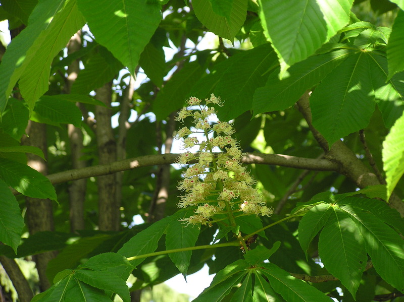 P1010048トチノキ