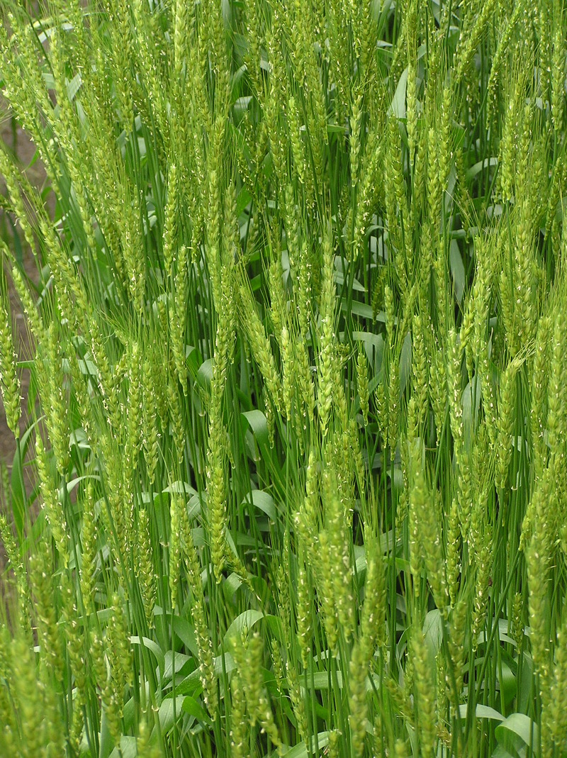 P1010017小麦の花