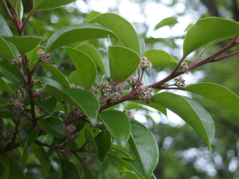 P5233370クロガネモチの花