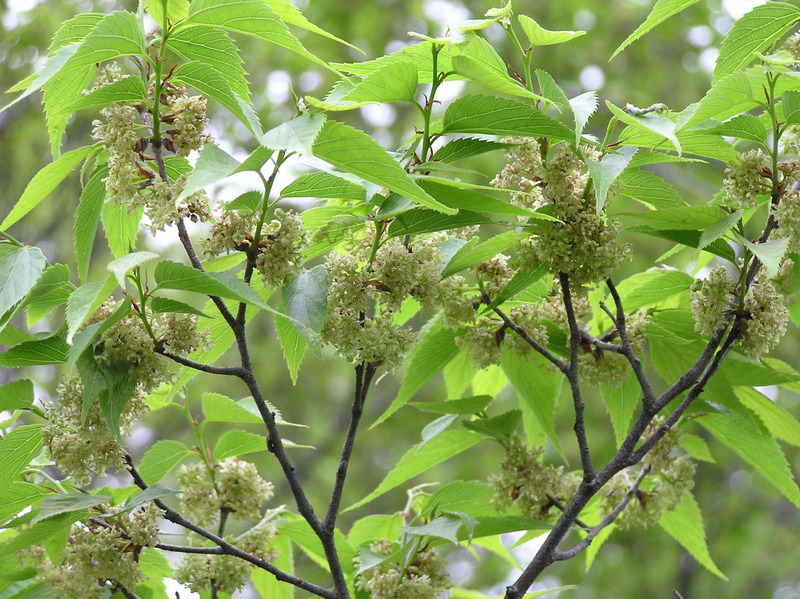 P1010149ムクノキ　側脈鋸歯先端に達す　本年始下部雄花上部葉腋雌花