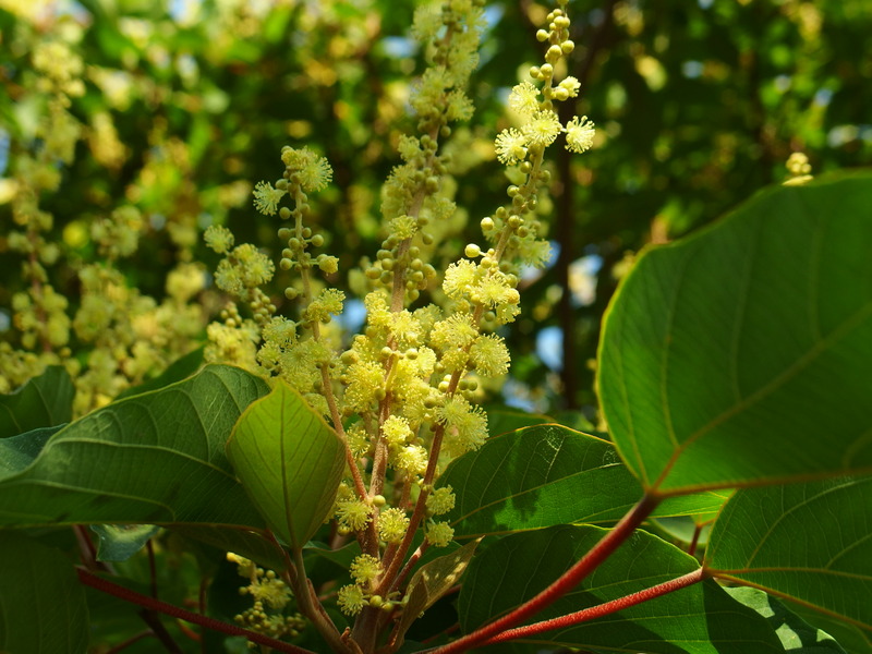 P6043467アカメガシワ