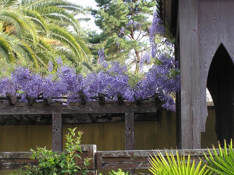 P1010059藤棚