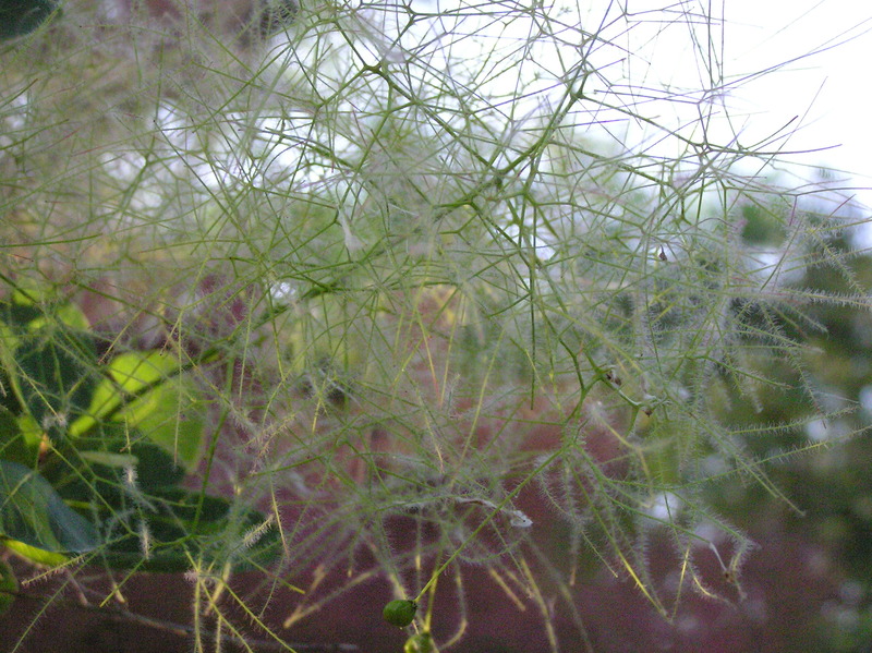 P1010140ハグマノキ