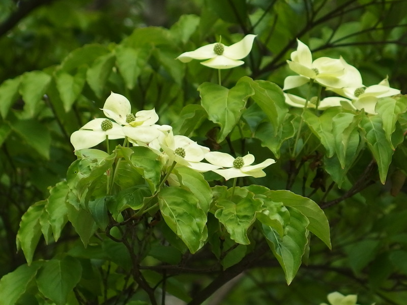 P5063321ヤマボウシ