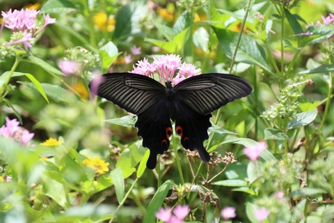 クロアゲハ雌(砧公園) (2)