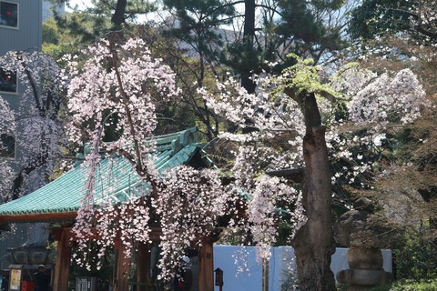 IMG_7155水盤舎と桜