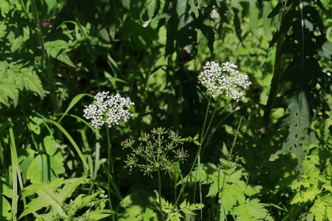 IMG_0740シラネニンジン