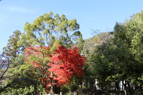 IMG_4178清兮寺(ｾｲｹｲｼﾞ)