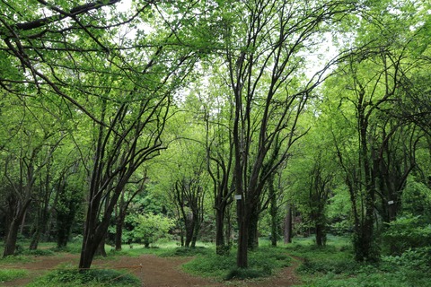 IMG_9130カリン林