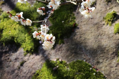 IMG_6013梅林A