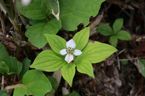 IMG_0803ゴゼンタチバナ