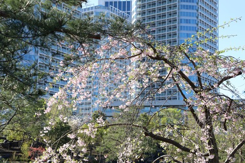 IMG_7753帰真園 しだれ桜