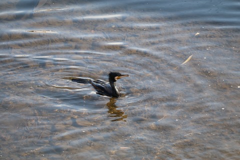 カワウ2021.01野川