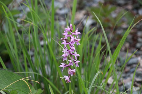 IMG_1214ハクサンチドリ