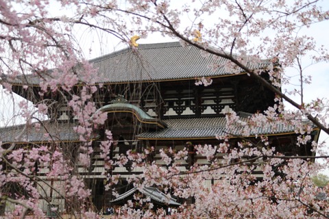 IMG_8238中門(東再度)より