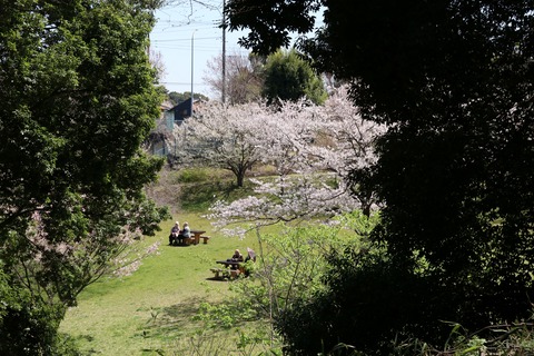 IMG_7911桜の谷