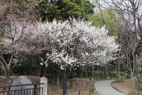 IMG_5900岡本公園
