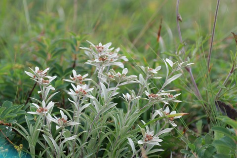 IMG_1282ハッポウウスユキソウ