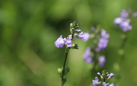 IMG_7319マツバウンラン