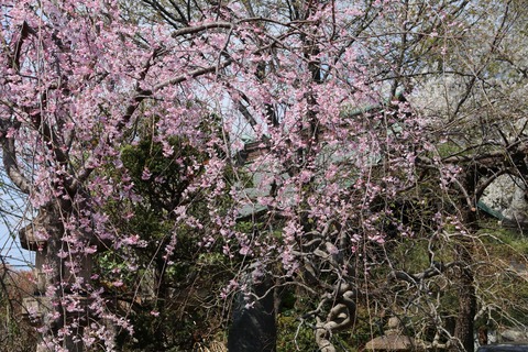 IMG_7391妙法寺