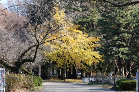 IMG_2642大晦日の砧公園