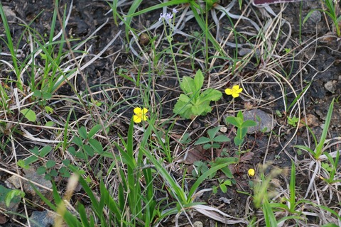 IMG_1385キジムジロ