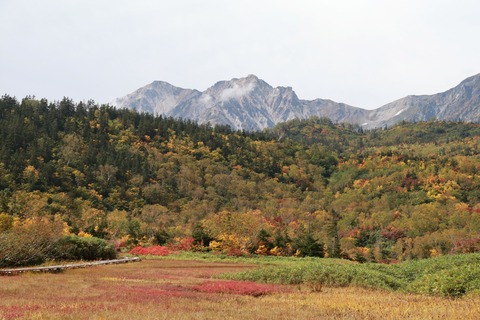 IMG_2219ワタスゲ湿原 白馬岳