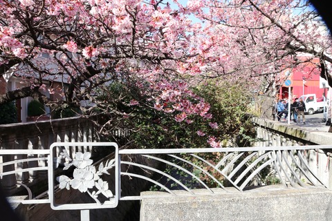 IMG_5671糸川遊歩道 あたみ桜