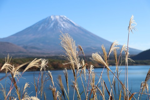 IMG_4286本栖湖 冨士ﾎﾞｹ