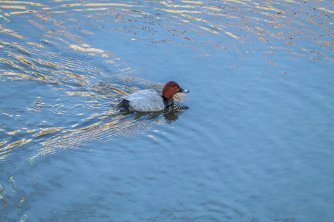 ホシハジロ雄2021.01(2)野川
