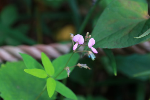 IMG_1814アレチヌスビトハギ