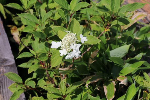 IMG_1274ノリウツギ